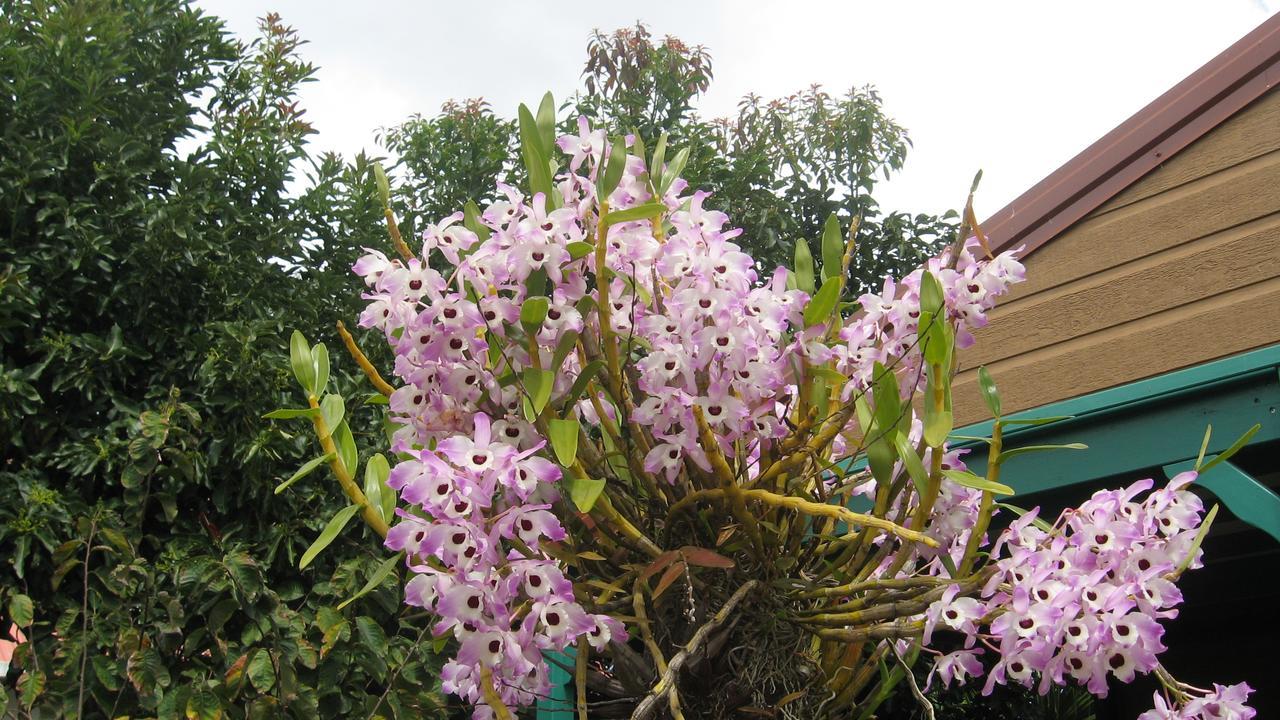 Les Agapanthes Villa Le Tampon Bagian luar foto